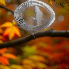 Stainless Steel Cockatoo Wind Spinner